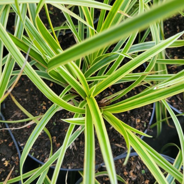 Turzyca Morrowa 'Vanilla Ice' - obrazek 5