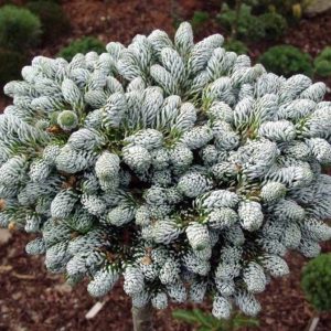 Jodła Koreańska 'Icebreaker'