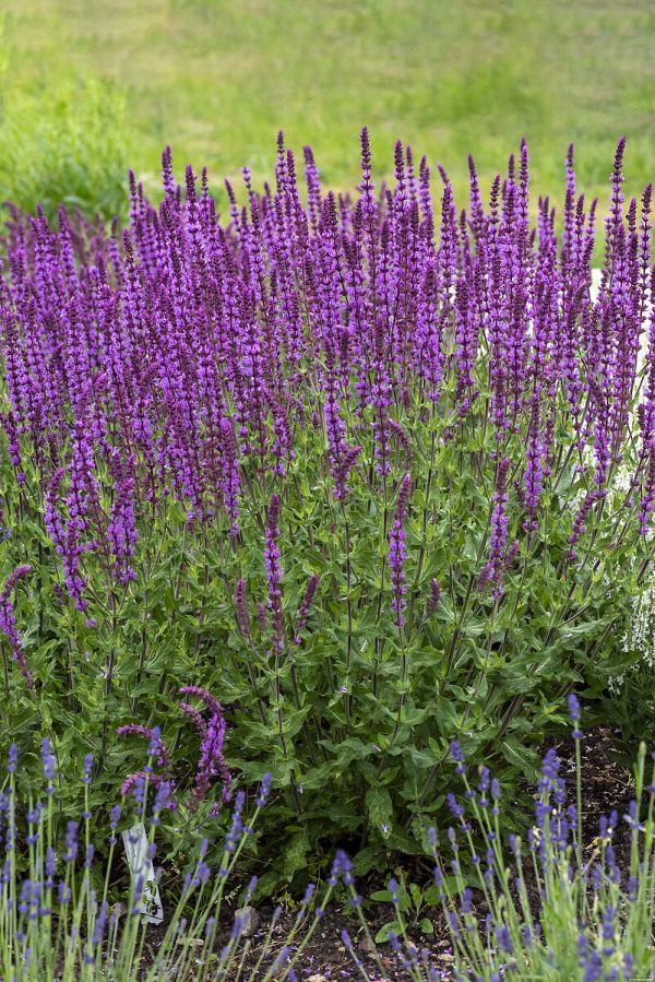 Szałwia Omszona 'Amethyst' - obrazek 2