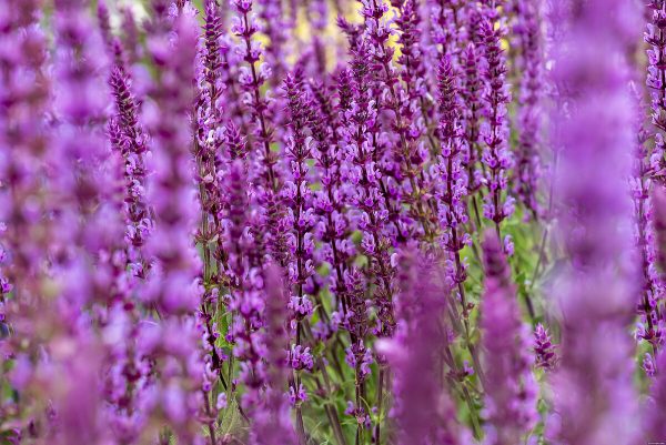 Szałwia Omszona 'Amethyst' - obrazek 3