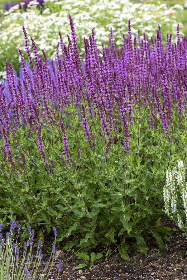 Szałwia Omszona 'Amethyst' - obrazek 4
