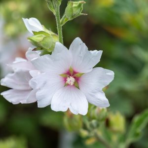 Ślazówka 'Barnsley Baby'