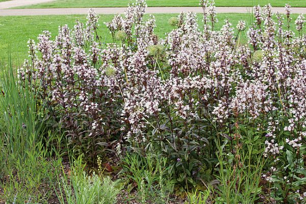 Penstemon 'Husker Red' - obrazek 3
