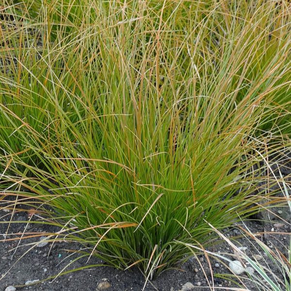 Turzyca ceglasta