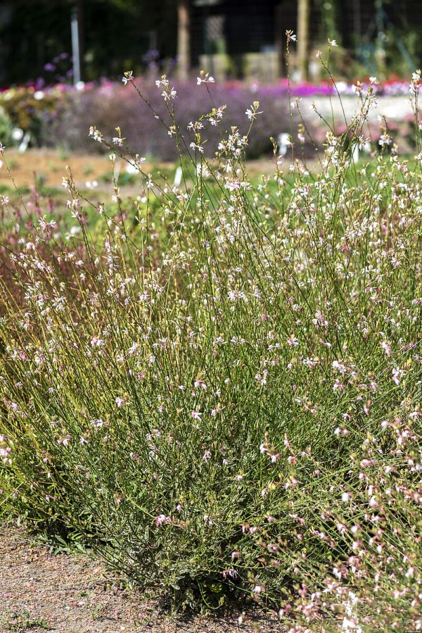Gaura 'Corrie's Gold' - obrazek 5