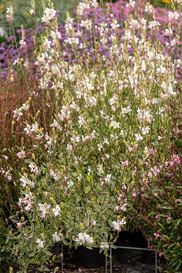 Gaura 'Corrie's Gold' - obrazek 4