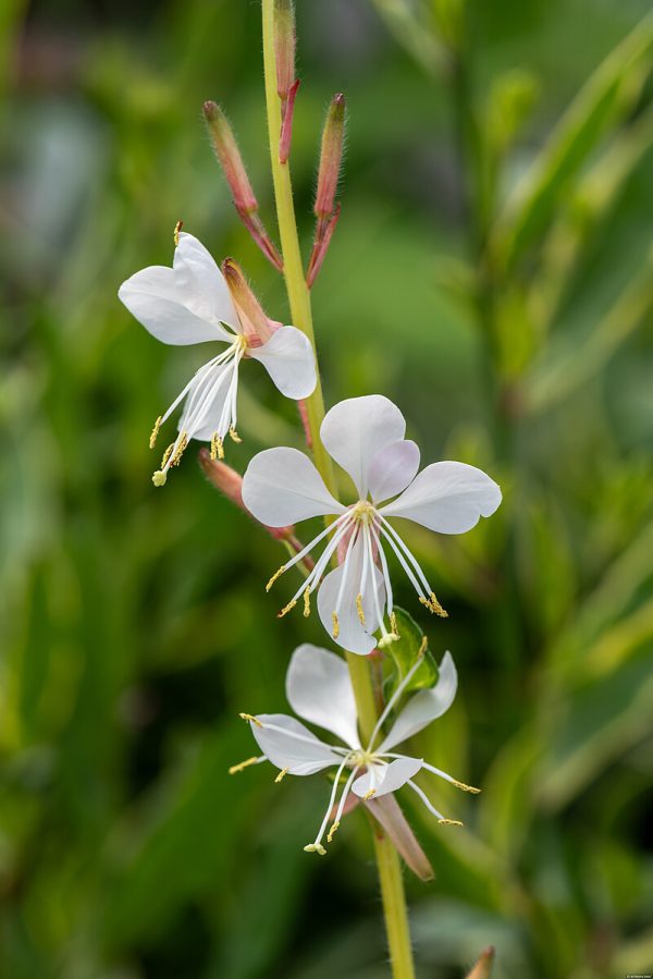 Gaura 'Corrie's Gold' - obrazek 3