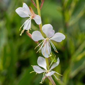 Gaura 'Corrie's Gold'