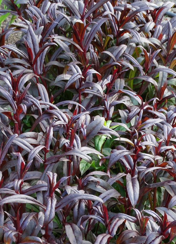 Penstemon 'Dark Towers' - obrazek 5