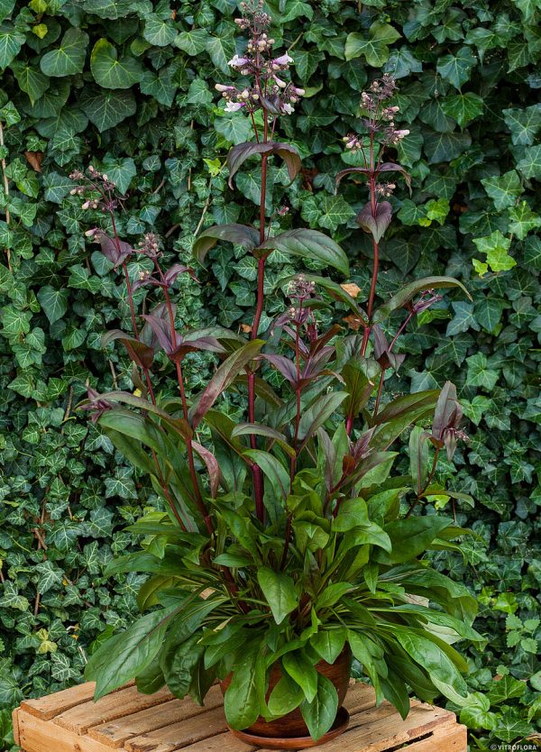 Penstemon 'Dark Towers' - obrazek 6