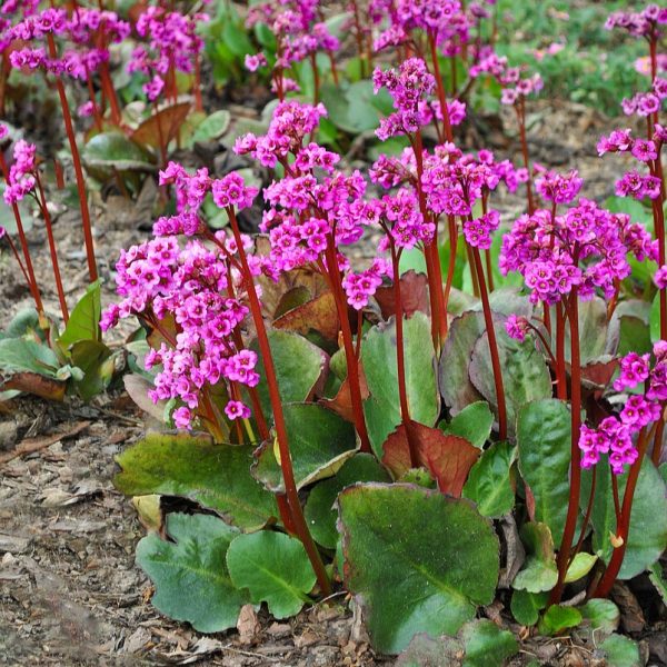 Bergenia 'Eroica'