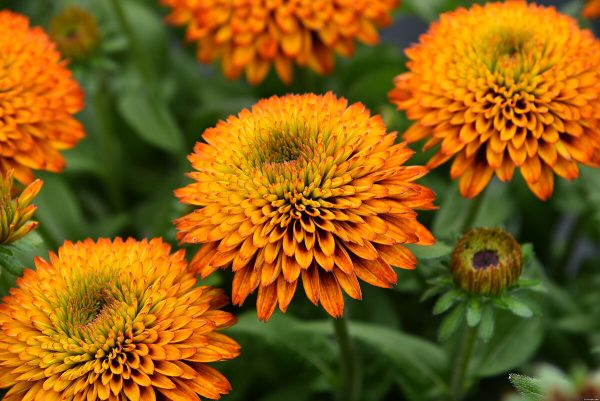 Rudbekia 'Fireball' - obrazek 2