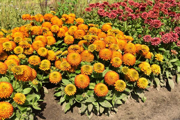 Rudbekia 'Fireball' - obrazek 3