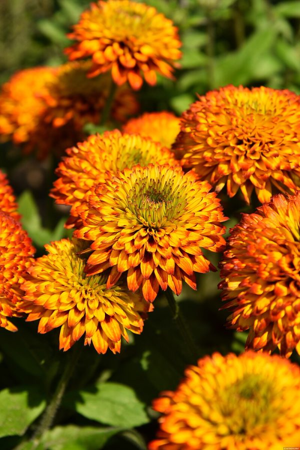 Rudbekia 'Fireball' - obrazek 4