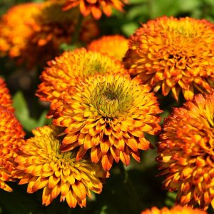 Rudbekia 'Fireball'