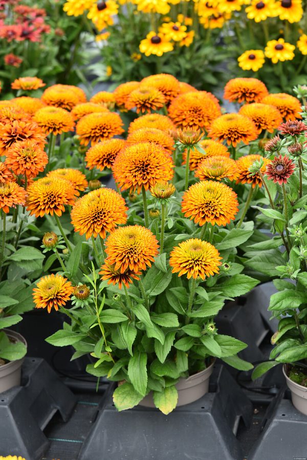 Rudbekia 'Fireball' - obrazek 6