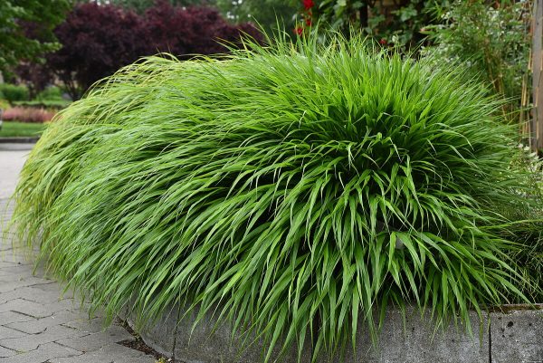 Hakonechloa smukła 'Green Hills' - obrazek 2