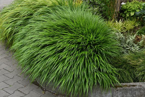 Hakonechloa smukła 'Green Hills' - obrazek 3