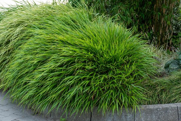 Hakonechloa smukła 'Green Hills' - obrazek 4