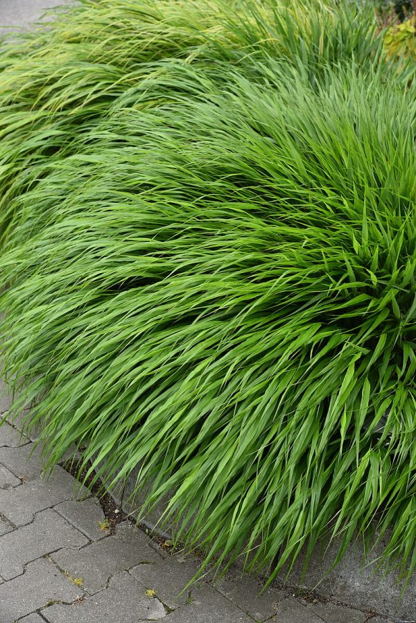 Hakonechloa smukła 'Green Hills' - obrazek 5
