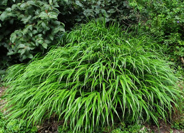 Hakonechloa smukła 'Green Hills' - obrazek 6