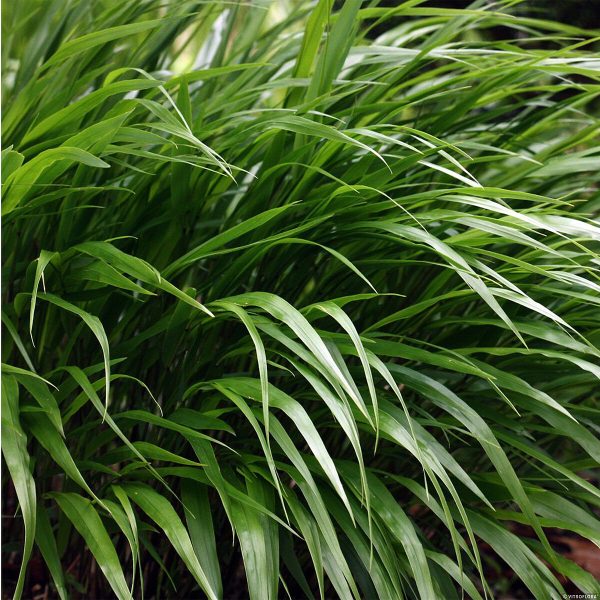 Hakonechloa smukła 'Green Hills' - obrazek 7