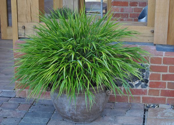 Hakonechloa smukła 'Green Hills' - obrazek 8