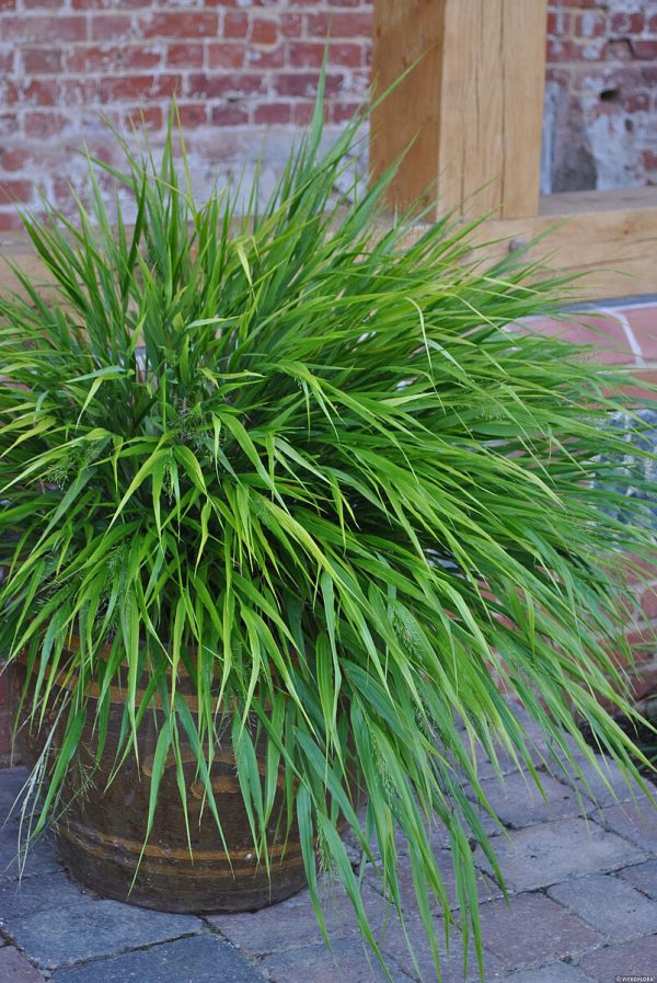 Hakonechloa smukła 'Green Hills' - obrazek 9