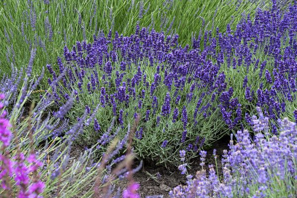 Lawenda Wąskolistna 'Hidcote Blue' - obrazek 2
