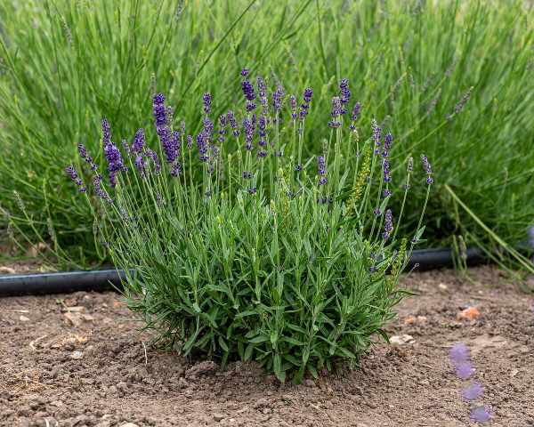 Lawenda Wąskolistna 'Hidcote Blue' - obrazek 3