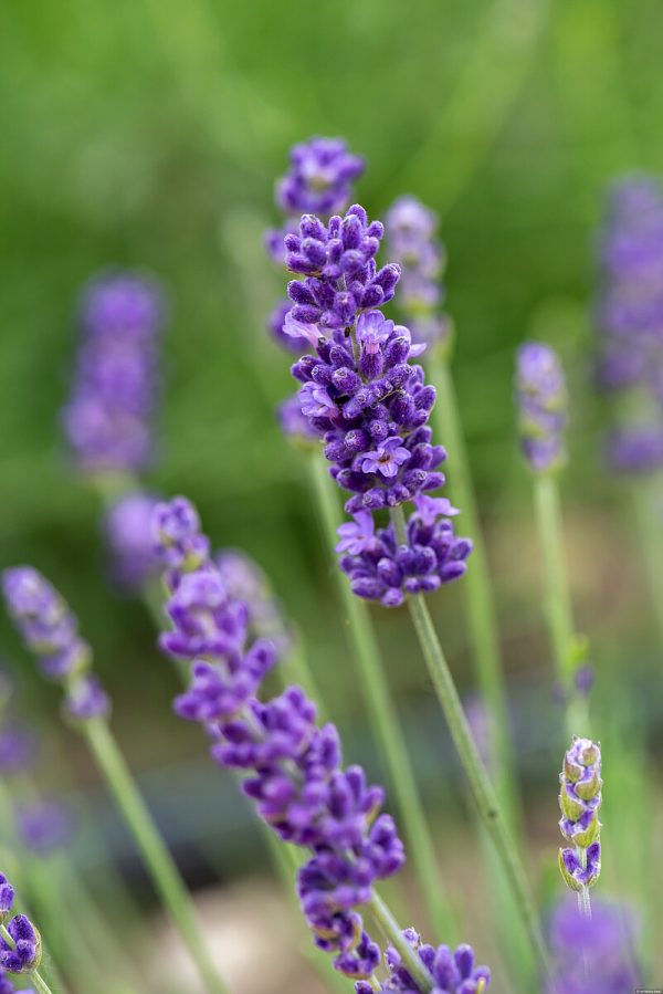 Lawenda Wąskolistna 'Hidcote Blue' - obrazek 4