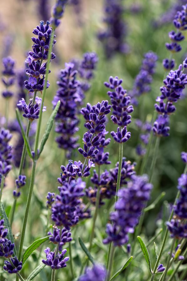Lawenda Wąskolistna 'Hidcote Blue' - obrazek 5