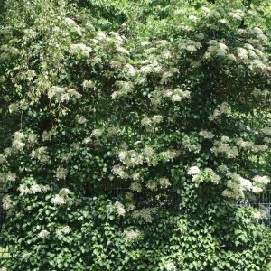 Hortensja pnąca biała