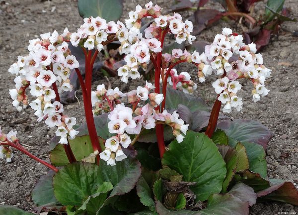 Bergenia 'Jelle' - obrazek 3