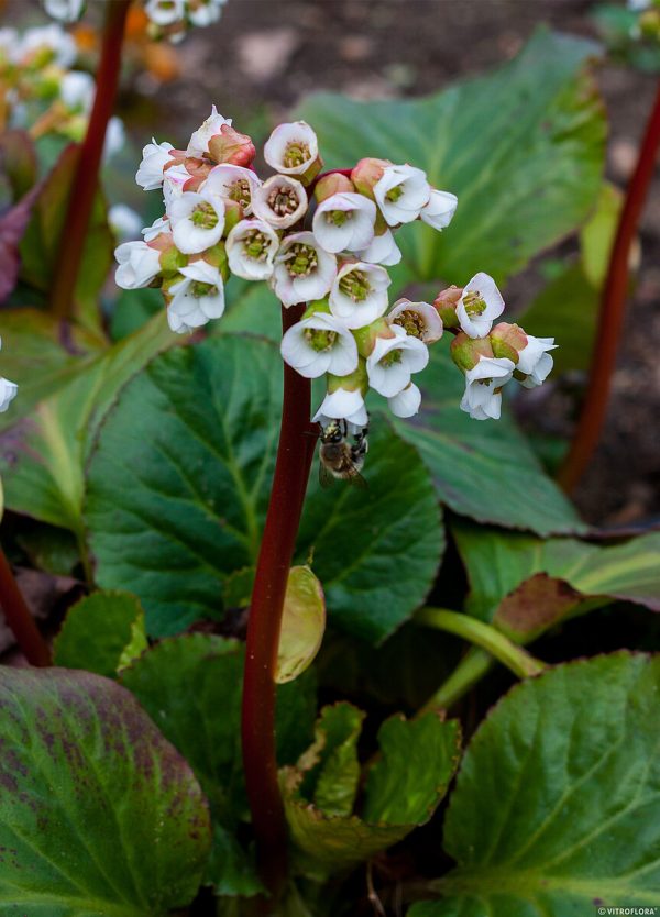 Bergenia 'Jelle' - obrazek 5