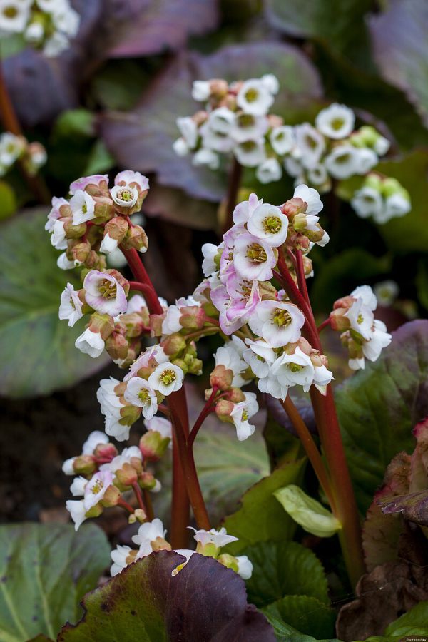 Bergenia 'Jelle' - obrazek 2