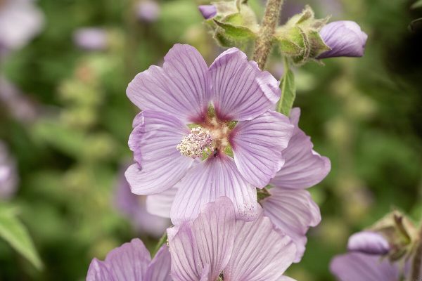 Ślazówka 'Lilac Lady' - obrazek 2