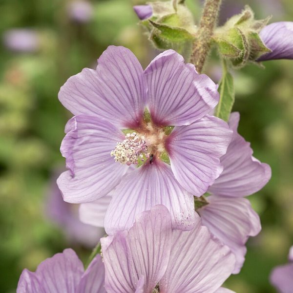 Ślazówka 'Lilac Lady'