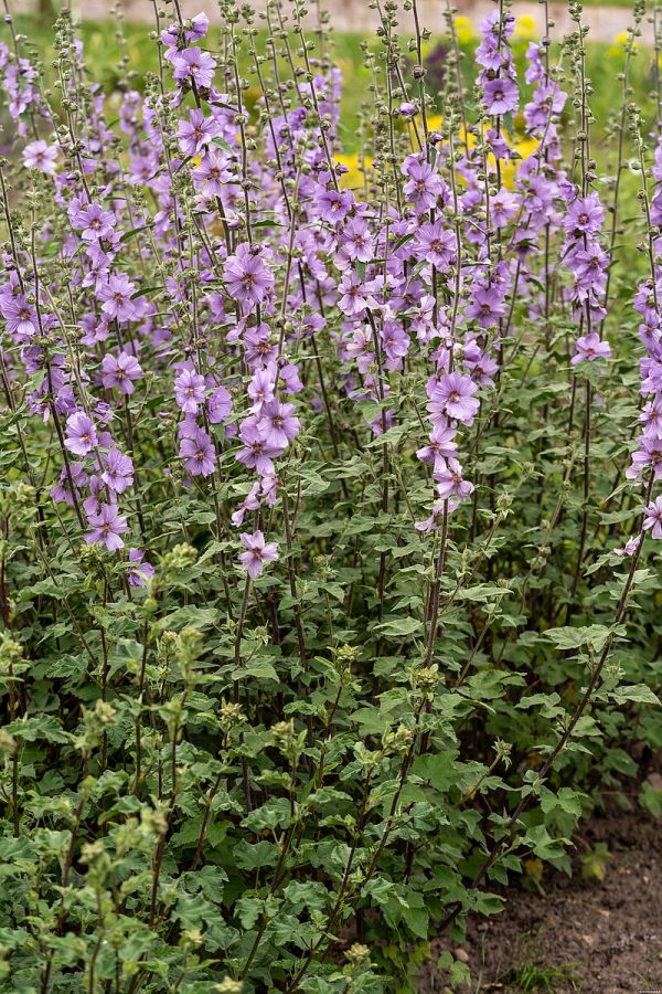 Ślazówka 'Lilac Lady' - obrazek 4