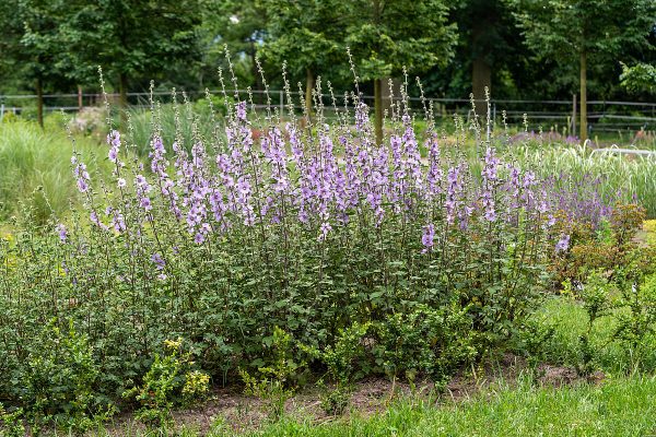 Ślazówka 'Lilac Lady' - obrazek 5