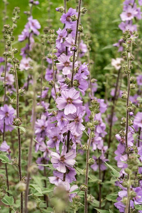 Ślazówka 'Lilac Lady' - obrazek 6