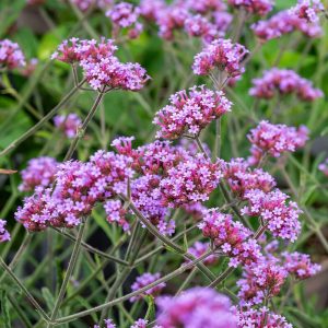 Werbena Patagońska 'Lollipop'