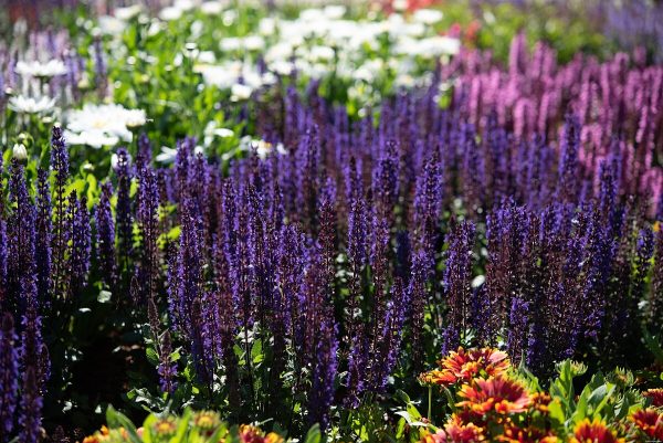 Szałwia Omszona 'Midnight Purple' - obrazek 2