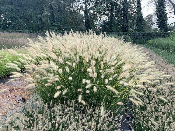 Rozplenica Japońska 'Neon Lights' (Pennisetum alopecuroides 'Neon Lights')