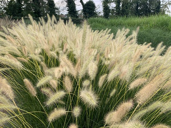 Rozplenica Japońska 'Neon Lights' (Pennisetum alopecuroides 'Neon Lights')