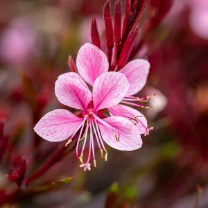 Gaura 'Passionate Blush'