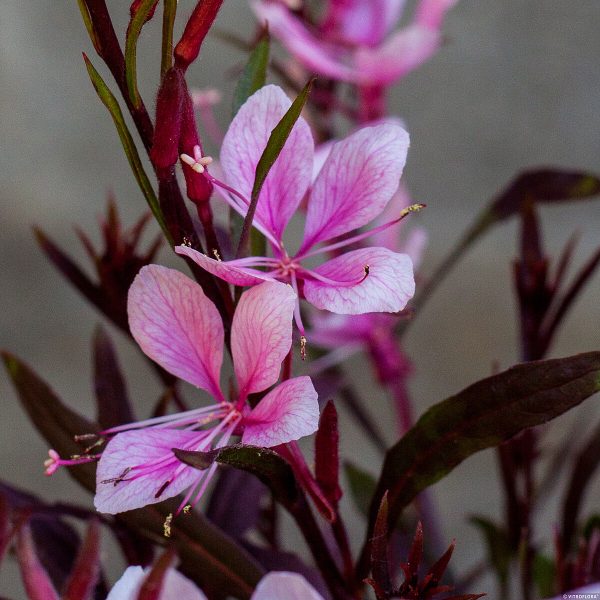 Gaura 'Passionate Blush' - obrazek 3
