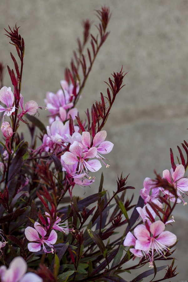 Gaura 'Passionate Blush' - obrazek 4