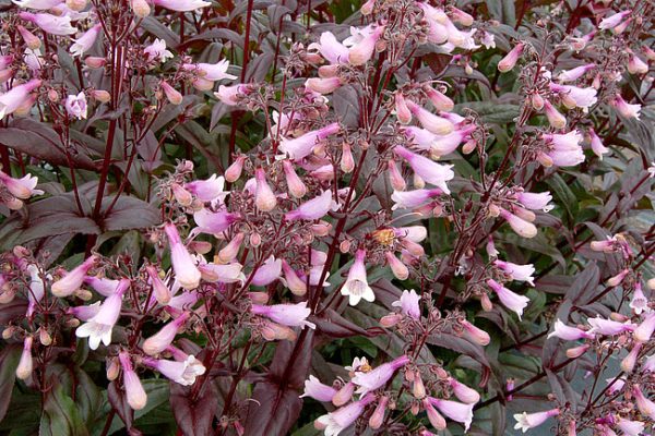 Penstemon 'Dark Towers' - obrazek 2