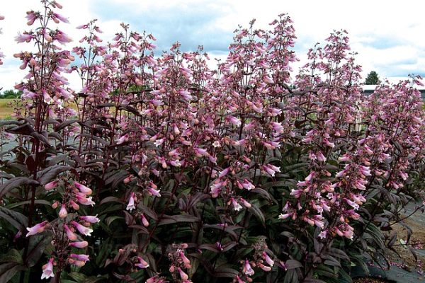 Penstemon 'Dark Towers' - obrazek 4